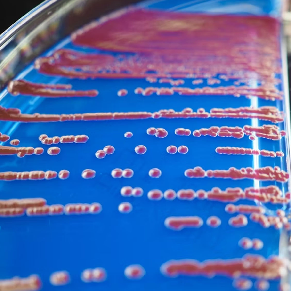 molecular biology, pcr, crispr,