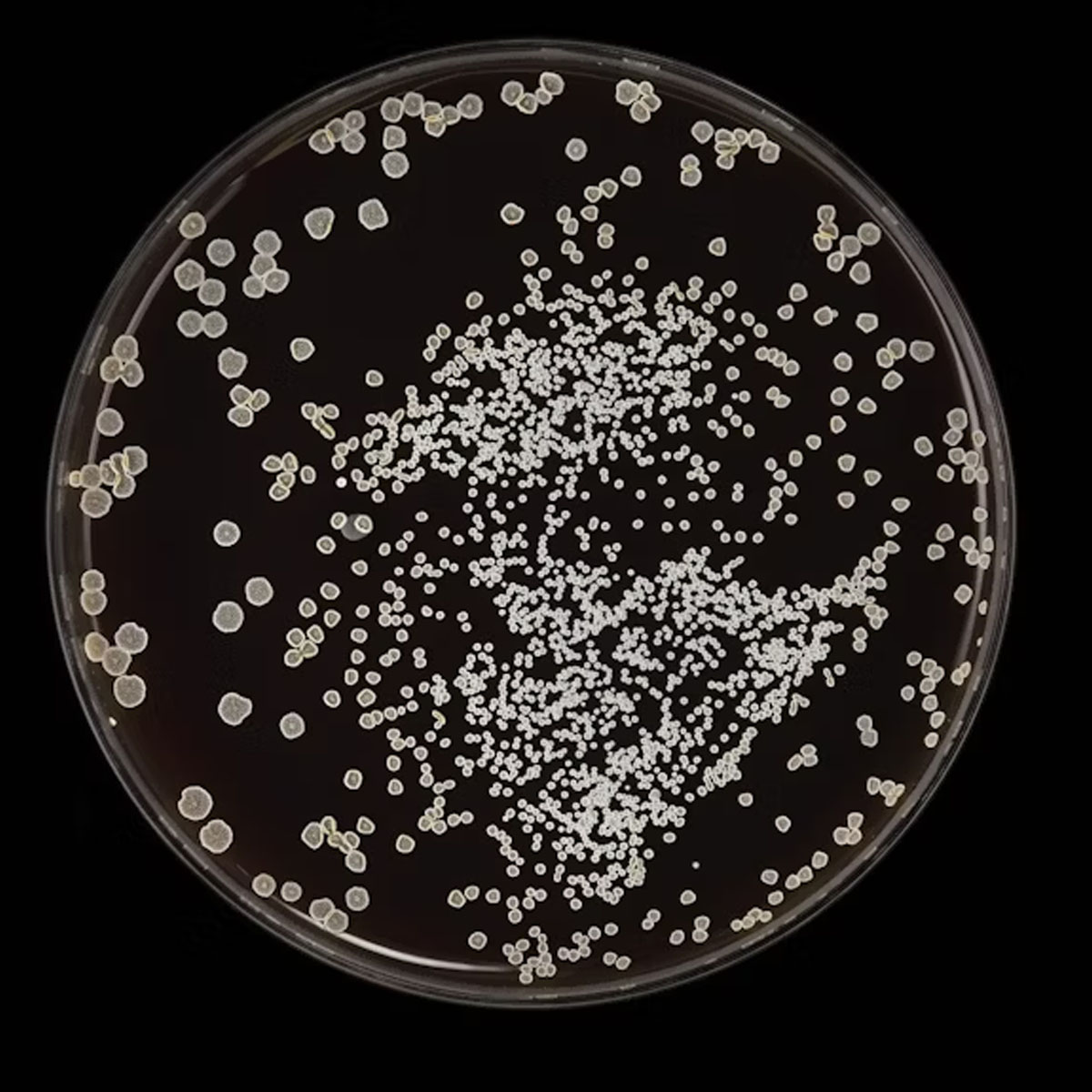 molecular biology, pcr, crispr,