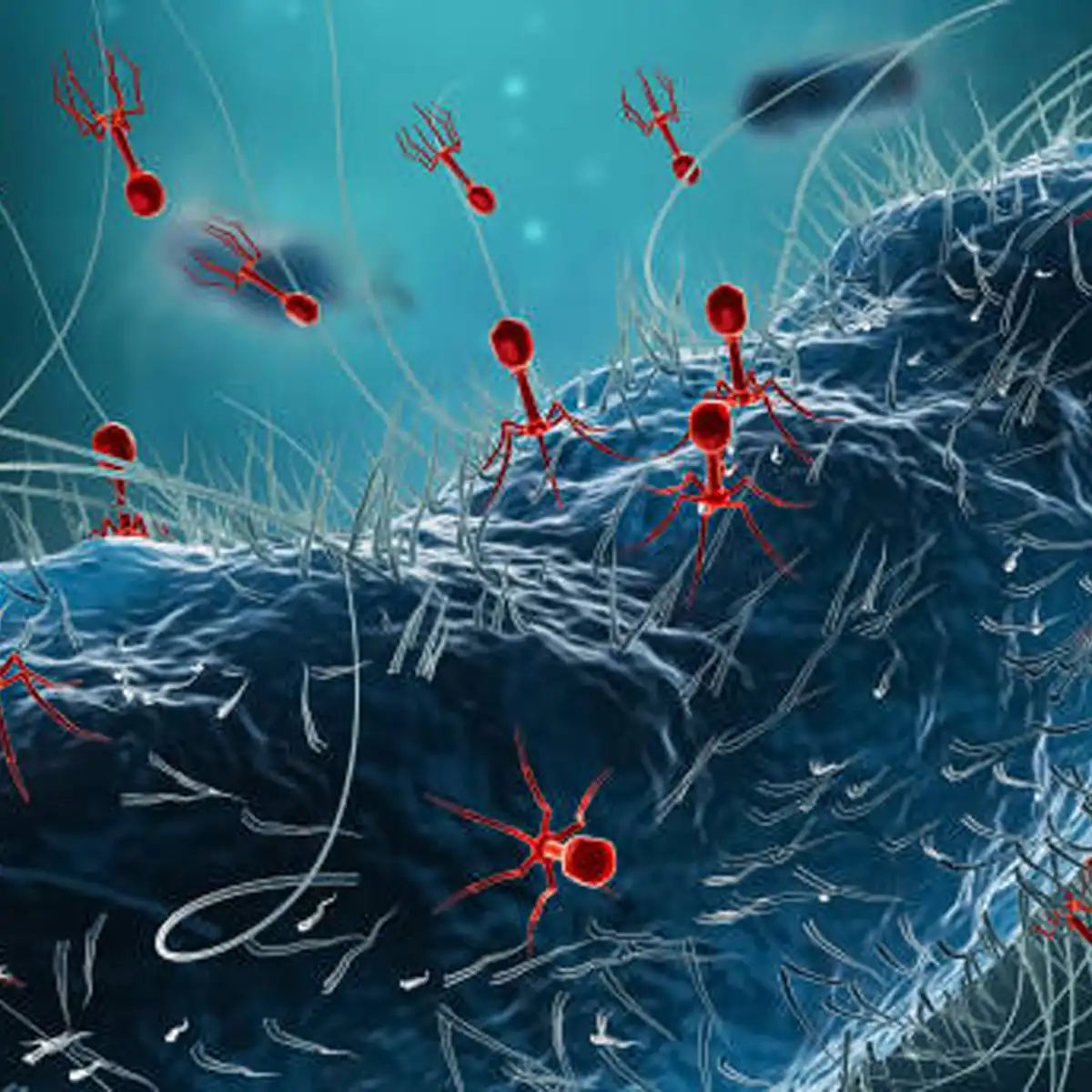 bacteriophage therapy, antimicrobial resistance, phage cocktails